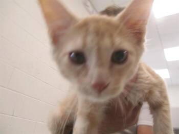DRAX -  Domestic Short Hair Cat for Adoption in Ocala, Florida - DRAX | PetCurious