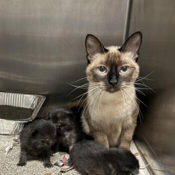 Savannah C11839 -  Siamese Cat for Adoption - Savannah C11839 | PetCurious