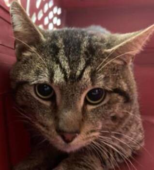 Domestic Short Hair Cats Available for Adoption - DiLuc | PetCurious