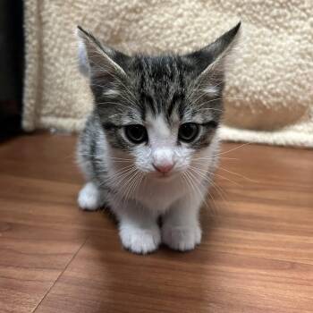Louis -  Domestic Short Hair Cat for Adoption in Cheyenne, Wyoming - Louis | PetCurious