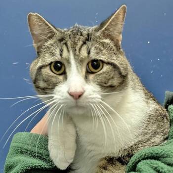 Domestic Short Hair Cats Available for Adoption in Columbus, Indiana - Casserole  | PetCurious
