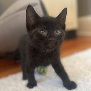 White Wash -  Domestic Short Hair Cat for Adoption in Rochester, Minnesota - White Wash | PetCurious