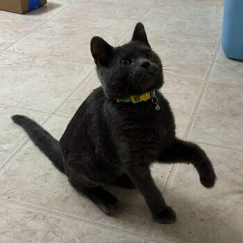 Rescue Domestic Short Hair Cats for Adoption in Eagle Mountain, Utah - Bluey Jackson | PetCurious