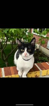 Verso -  Domestic Short Hair Cat for Adoption in Blanchard, Oklahoma - Verso | PetCurious