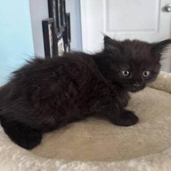 Domestic Medium Hair Cats Available for Adoption in Greenville, North Carolina - Chip | PetCurious