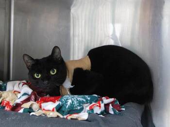 Domestic Short Hair Cats Available for Adoption - A527308 | PetCurious