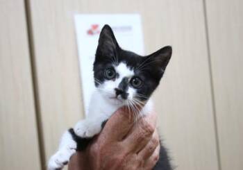 Skimmer -  Domestic Short Hair Cat for Adoption in Brunswick, Georgia - Skimmer | PetCurious