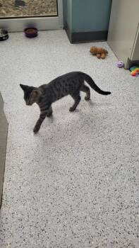 707 - Bernard -  Domestic Short Hair Cat Available for Adoption in St. Louis, Missouri - 707 - Bernard | PetCurious