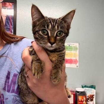 Label (mtkit3) -  Domestic Short Hair Cat for Adoption in Edwardsville, Illinois - Label (mtkit3) | PetCurious