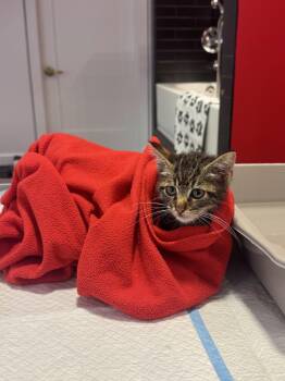 Sawyer -  American Shorthair Cat for Adoption in Ramsey, New Jersey - Sawyer | PetCurious