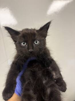 Rescue Domestic Short Hair Cats for Adoption in Ontario, California - NEEDS A FOSTER | PetCurious