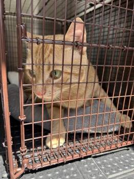 Sticky Floor -  Domestic Short Hair Cat for Adoption in Austin, Texas - Sticky Floor | PetCurious