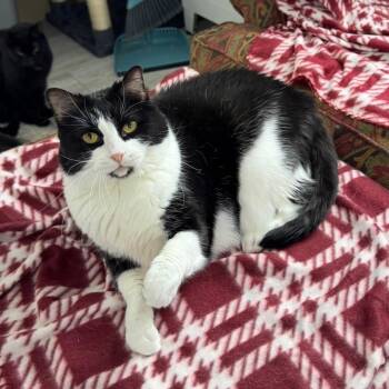 Liddy -  Domestic Short Hair Cat for Adoption in Goshen, Indiana - Liddy | PetCurious