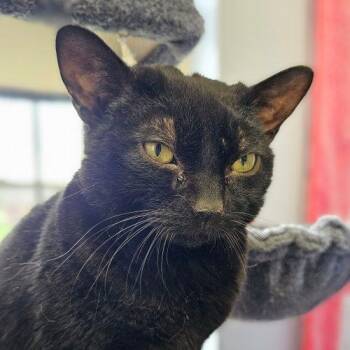 Domestic Short Hair Cats Available for Adoption in Frankfort, Kentucky - Buddy 5328C | PetCurious