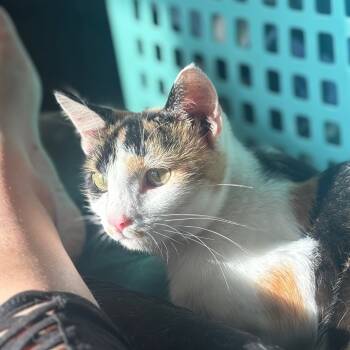 Rescue Domestic Short Hair Cats for Adoption in Rochester, Minnesota - Ruby II | PetCurious