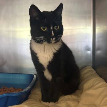 Domestic Short Hair Cats Available for Adoption in Chehalis, Washington - Bubba | PetCurious