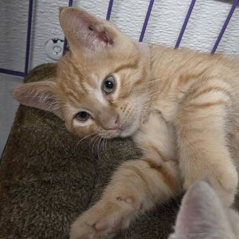Scary Spice -  Domestic Short Hair Cat for Adoption in Priest River, Idaho - Scary Spice | PetCurious