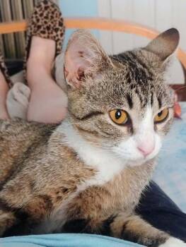 Princess -  Tabby Cat for Adoption in Harpers Ferry, West Virginia - Princess | PetCurious