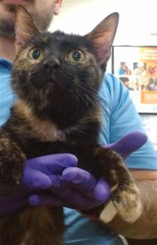 Domestic Short Hair Cats Available for Adoption in Doral, Florida - ELENA | PetCurious