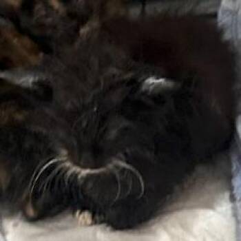 3B Nevaeh Roswell -  Domestic Medium Hair Cat for Adoption in Denver, Colorado - 3B Nevaeh Roswell | PetCurious