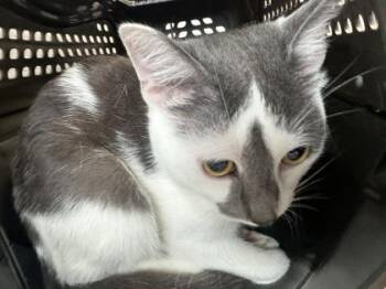 Limpy -  Domestic Short Hair Cat for Adoption in West Chester, Pennsylvania - Limpy | PetCurious