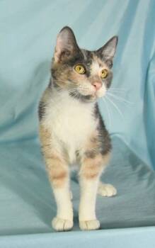 Rescue Domestic Short Hair Cats for Adoption in Morton Grove, Illinois - Pixie | PetCurious