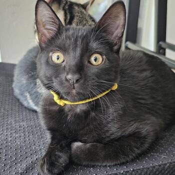 Sweet & Sour -  Domestic Short Hair Cat for Adoption in Pompano Beach, Florida - Sweet & Sour | PetCurious