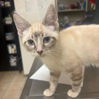 Billy -  Siamese Cat for Adoption in Pekin, Illinois - Billy | PetCurious