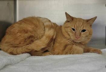 STRUPWAFFLE -  Domestic Short Hair Cat Available for Adoption in St. Peters, Missouri - STRUPWAFFLE | PetCurious