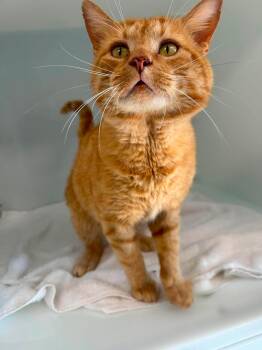 Atilla -  Domestic Short Hair Cat for Adoption in Delson, Quebec - Atilla | PetCurious