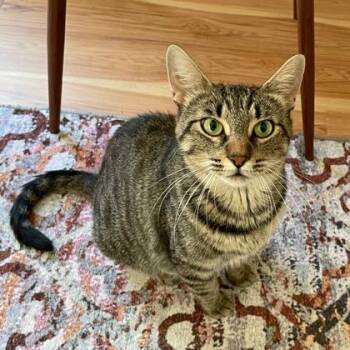 Rainbow River -  Domestic Short Hair Cat for Adoption in Wheaton, Illinois - Rainbow River | PetCurious