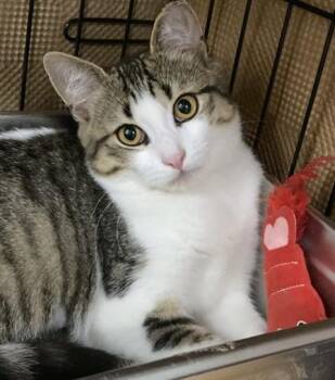 PUFFIN -  Domestic Short Hair Cat for Adoption in Dedham, Massachusetts - PUFFIN | PetCurious