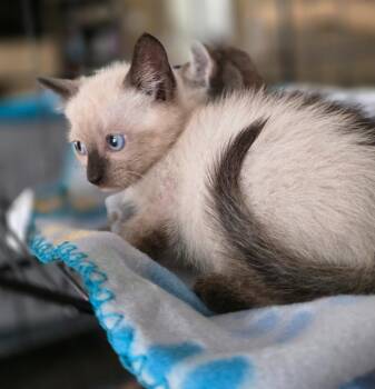 Lil Bear -  Siamese Cat for Adoption in Buford, Georgia - Lil Bear | PetCurious