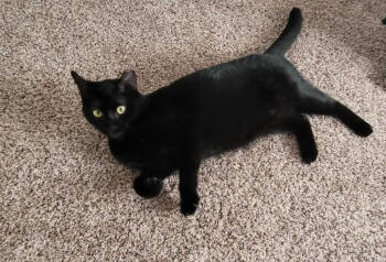 Rescue Domestic Short Hair Cats for Adoption in Skyline, Minnesota - Grace Nightingale | PetCurious