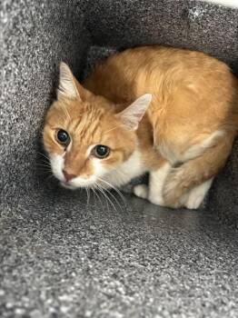 SUNNY -  Domestic Short Hair Cat for Adoption in Dallas, Texas - SUNNY | PetCurious
