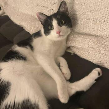 Rescue Domestic Short Hair and Oriental Short Hair Cats for Adoption in Montreal, Quebec - Mowgli | PetCurious