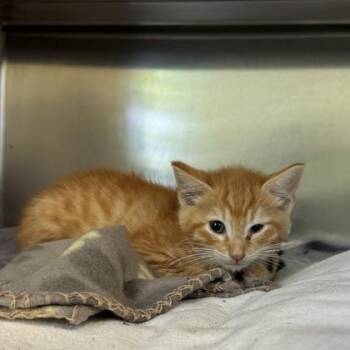 Palm Warbler -  Domestic Short Hair Cat for Adoption in Richmond, Virginia - Palm Warbler | PetCurious