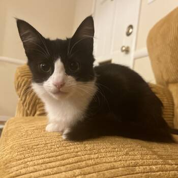 Rescue Domestic Medium Hair Cats for Adoption in Los Angeles, California - Ginny | PetCurious