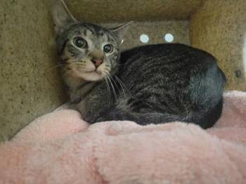 Tiger -  Domestic Short Hair Cat for Adoption in Fairfax, Virginia - Tiger | PetCurious