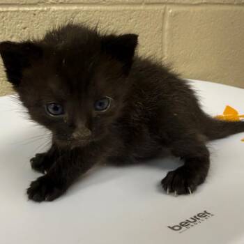 Chalupa -  Domestic Short Hair Cat for Adoption in Troy, Virginia - Chalupa | PetCurious