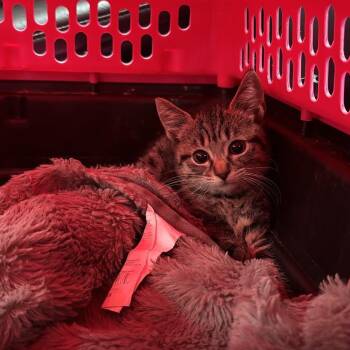 Liberty -  Domestic Short Hair Cat for Adoption in New York, New York - Liberty | PetCurious