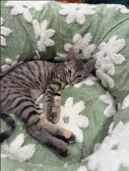 Luna -  Domestic Short Hair Cat for Adoption in Davis, California - Luna | PetCurious