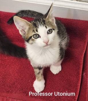 Domestic Short Hair Cats Available for Adoption in Orlando, Florida - Professor Utonium ( Powerpuff Litter) Orlando Fl  | PetCurious