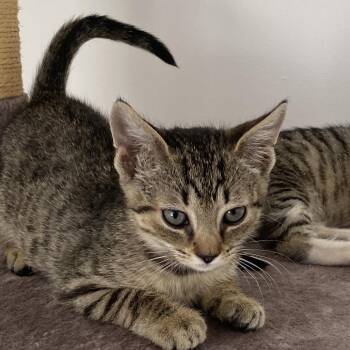 Robin (white) -  Domestic Short Hair Cat for Adoption in Baltimore, Maryland - Robin (white) | PetCurious
