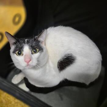 American Shorthair Cats Available for Adoption in Wahiawa, Hawaii - Bucket | PetCurious