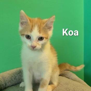 Koa -  Domestic Short Hair Cat for Adoption in Elizabeth, Illinois - Koa | PetCurious