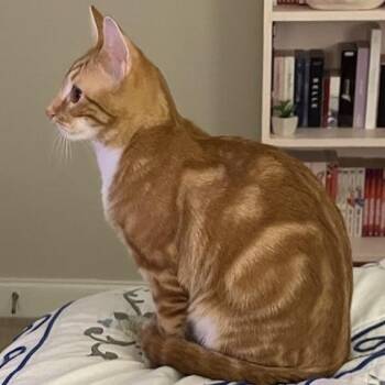 Biscuit -  Domestic Short Hair Cat for Adoption in Lynchburg, Virginia - Biscuit | PetCurious