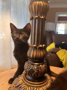 Rescue Domestic Short Hair Cats for Adoption in Toledo, Ohio - Poppy | PetCurious