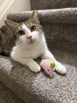 Mabel -  Domestic Short Hair Cat for Adoption in Harrisburg, Pennsylvania - Mabel | PetCurious