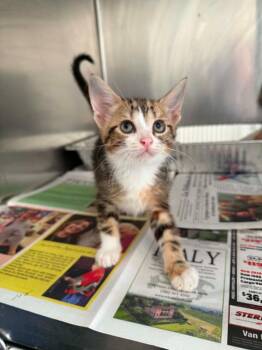 Honey Smacks -  Domestic Short Hair Cat for Adoption in Detroit, Michigan - Honey Smacks | PetCurious